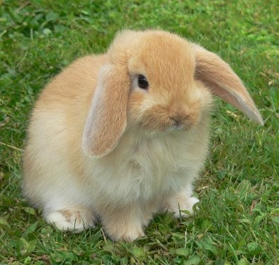 Fluffy cute bunny