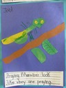 TLC praying mantis