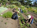 Planting Padrano Peppers