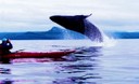 Seward Kayak 2