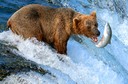 Denali National Park